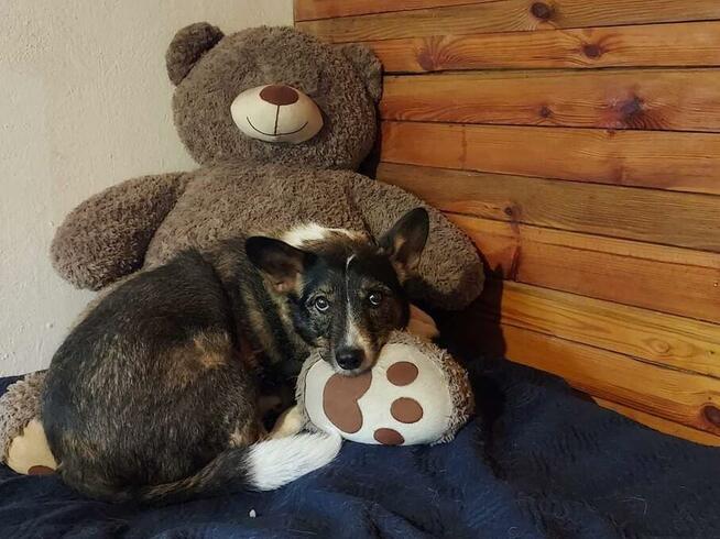 Poszukiwana - zaginiona sunia FLORA, łódzkie