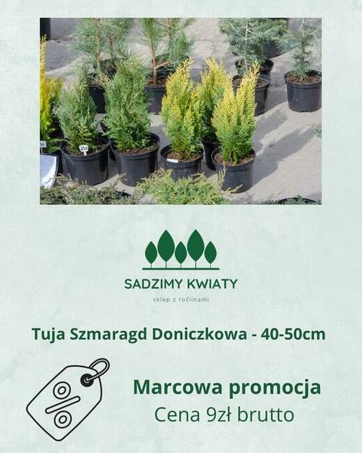 Sprzedam tuje szmaragd i brabant kopane w gruncie