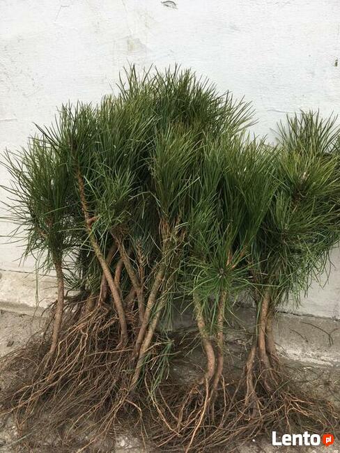 Sosna pospolita świerk srebrny serbski Jodła koreańska kauka