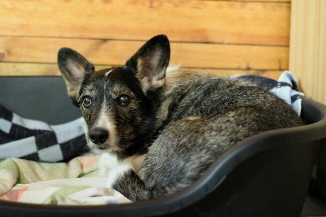 Poszukiwana - zaginiona sunia FLORA, łódzkie