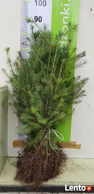 Świerk srebrny 25cm, pospolity, jodła kaukaska, tuja brabant