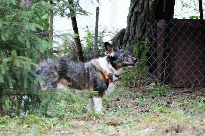 Poszukiwana - zaginiona sunia FLORA, łódzkie