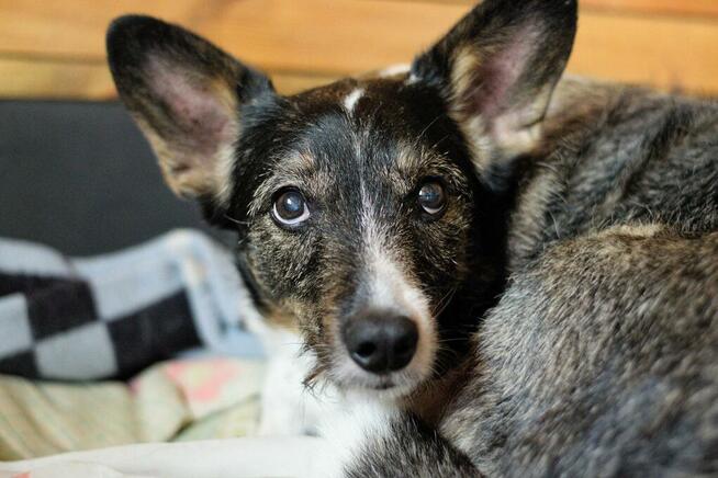 Poszukiwana - zaginiona sunia FLORA, łódzkie