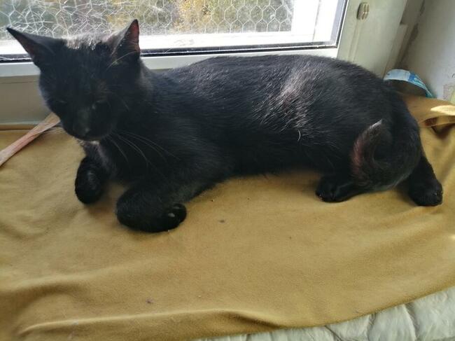 Kot kuchenno warujący- Korek ;)