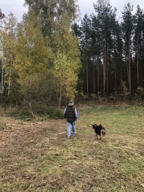 Sprzedam las Nowogrod/lomzynskie