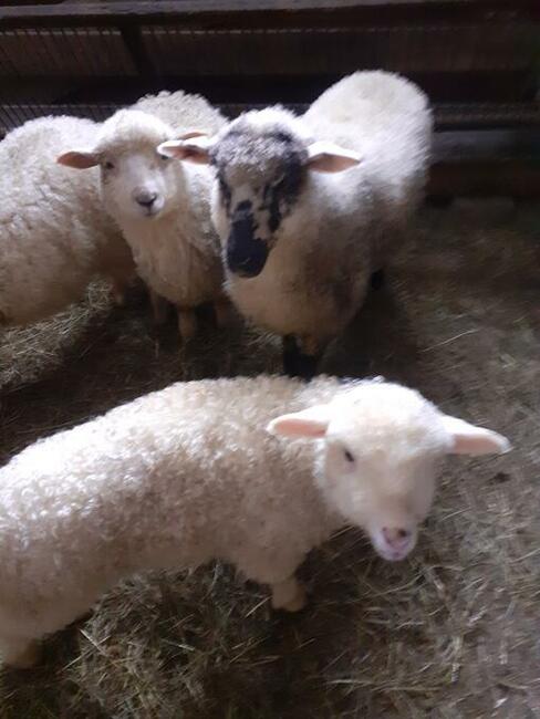 Jagnięcina w dobrej cenie