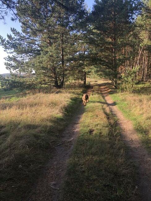 Sprzedam las Nowogrod/lomzynskie