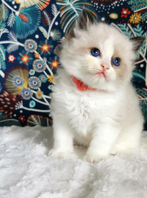 Kocięta Ragdoll