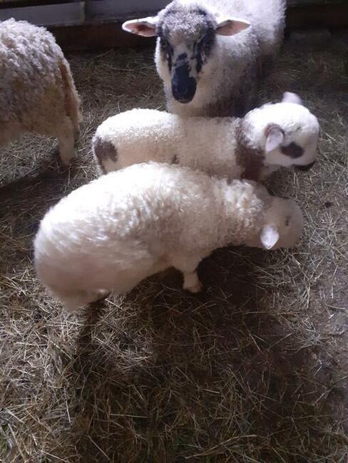 Jagnięcina w dobrej cenie