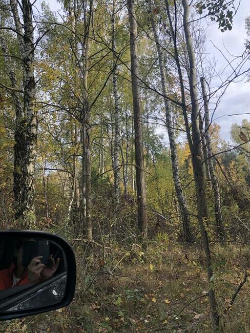 Sprzedam las Nowogrod/lomzynskie