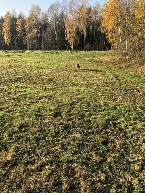 Sprzedam las Nowogrod/lomzynskie