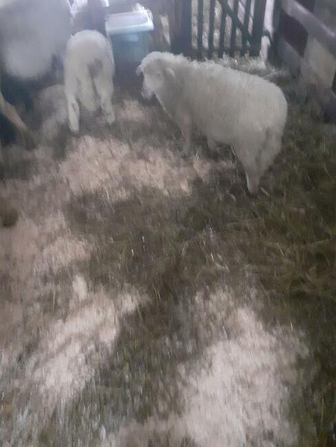 Jagnięcina w dobrej cenie