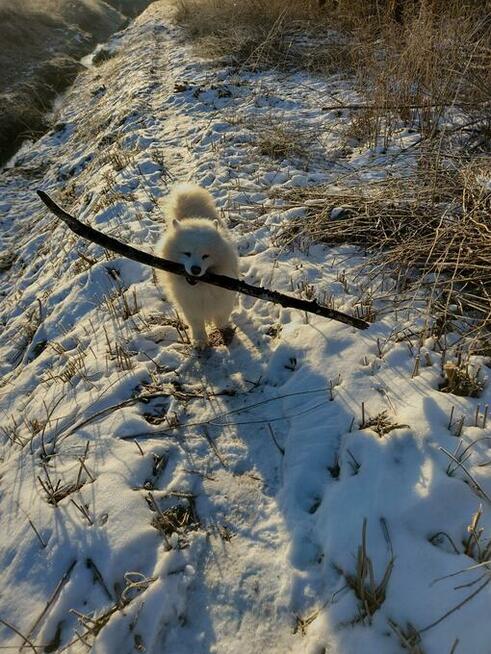 Zaopiekuję się psem krótkoterminowo, odpłatnie