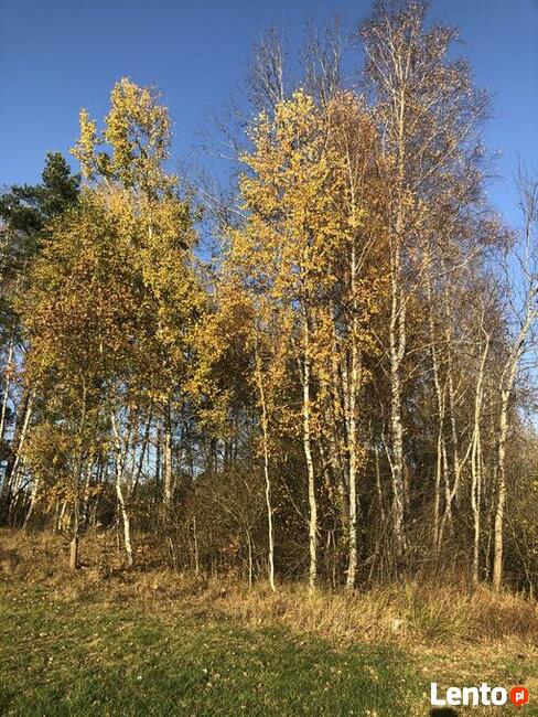 Sprzedam las Nowogrod/lomzynskie