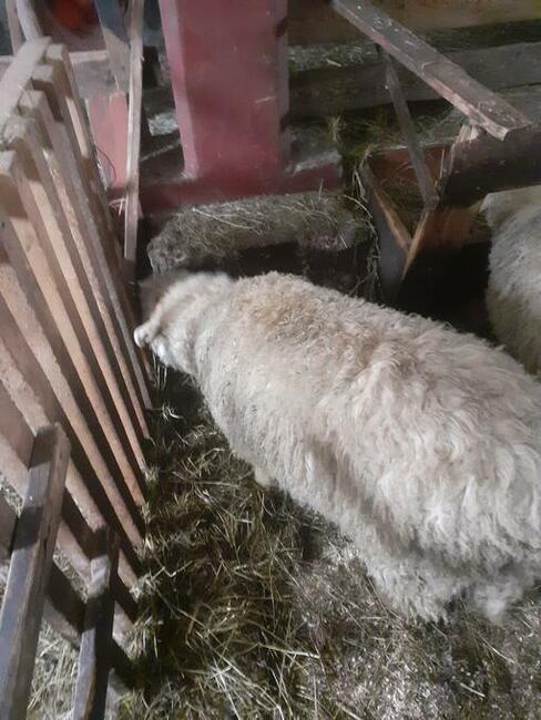 Jagnięcina w dobrej cenie