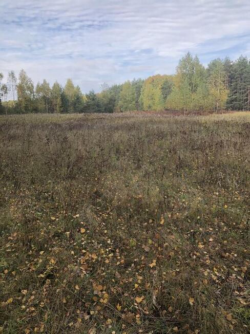 Sprzedam las Nowogrod/lomzynskie