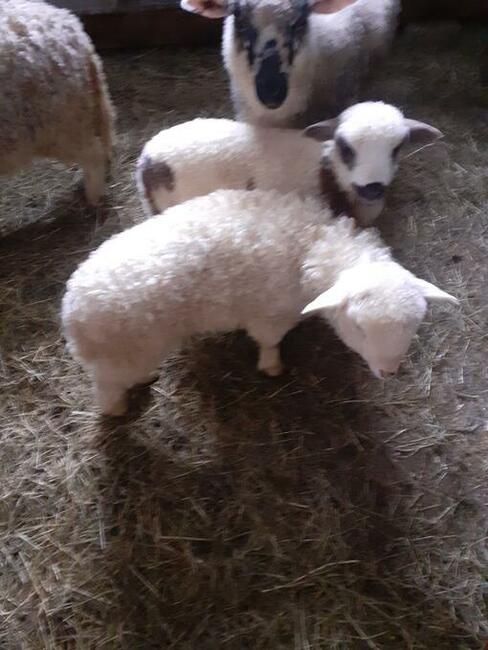 Jagnięcina w dobrej cenie