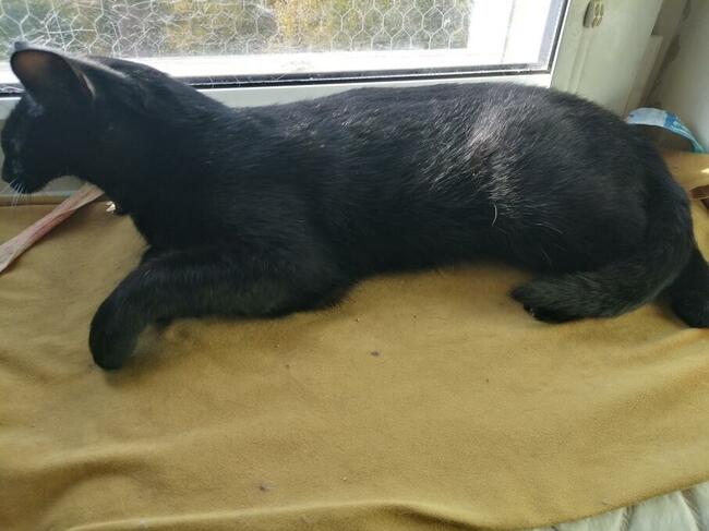 Kot kuchenno warujący- Korek ;)