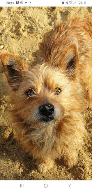 Zaginął piesek suczka