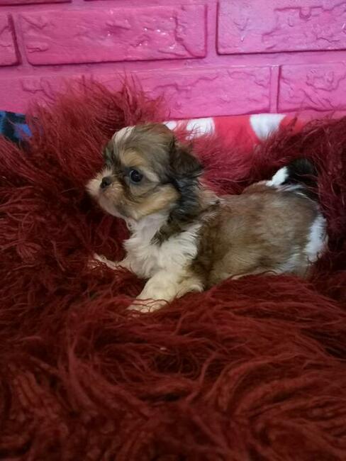 **Suczki**Szczenięta rasy SHIH TZU