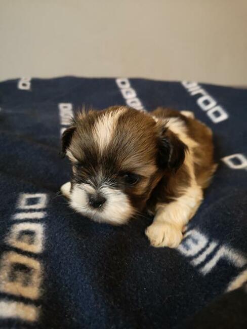 **Suczki**Szczenięta rasy SHIH TZU