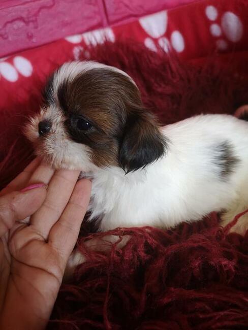 **Suczki**Szczenięta rasy SHIH TZU