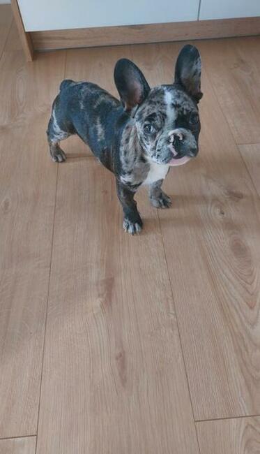 Buldog francuski