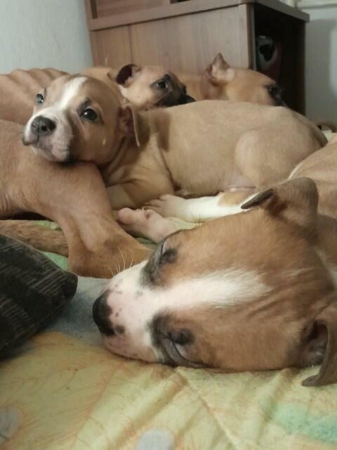 American Pit Bull Terrier