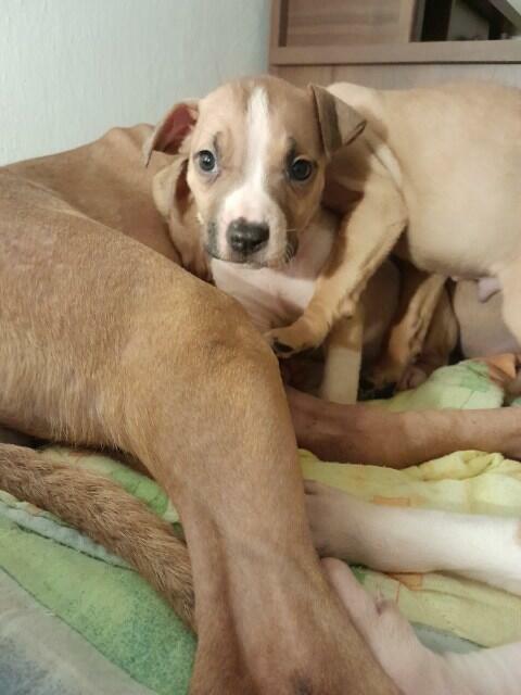 American Pit Bull Terrier