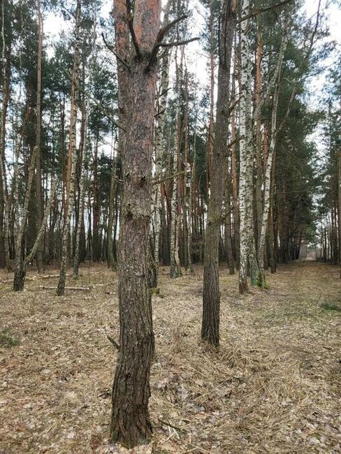 sprzedam działki leśne i rolne