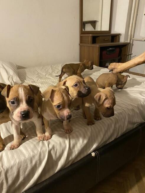 American Pit Bull Terrier