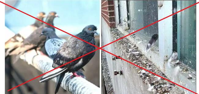 Siatka 3mx4m na balkon, okno dla kota/na ptaki