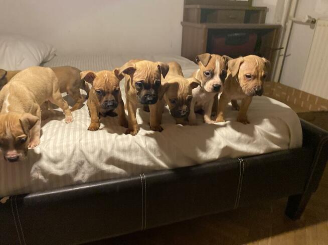 American Pit Bull Terrier