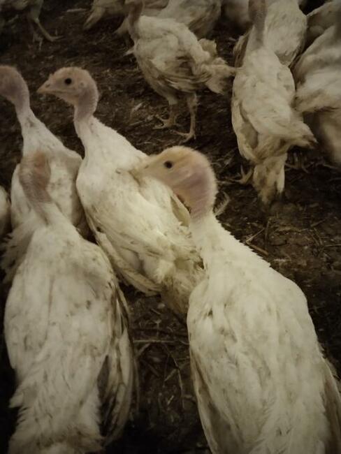 Indyki odchowane białe rasa ciężka