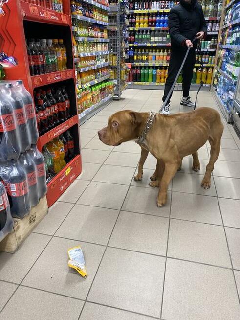 American Pit Bull Terrier