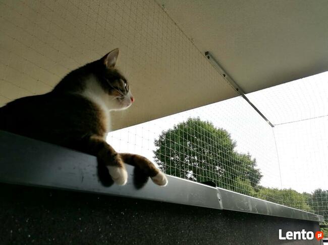 Siatka 3mx4m na balkon, okno dla kota/na ptaki