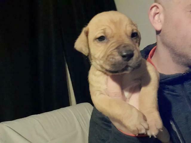 American Pit Bull Terrier