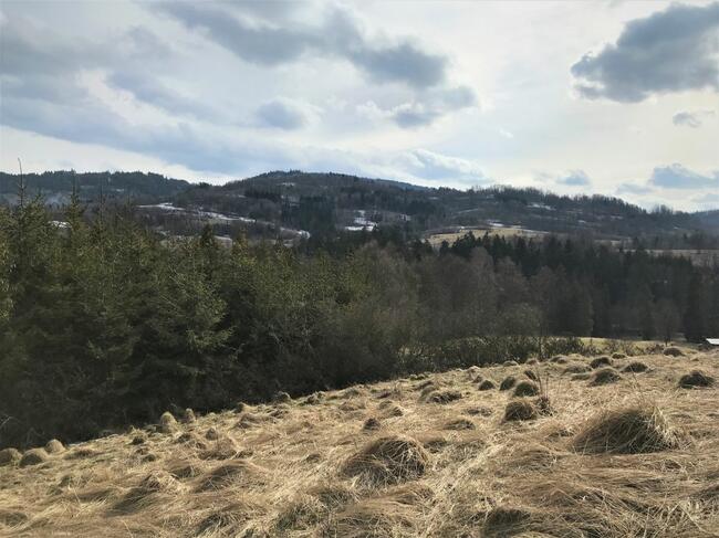 Dziewiczy teren budowlany Pewel Wielka gm. Jeleśnia,