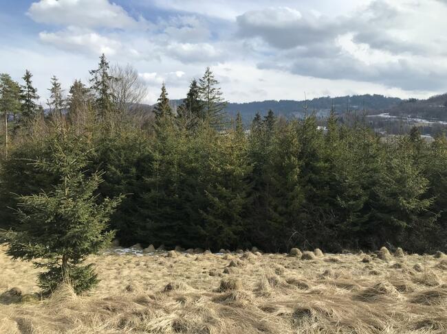 Dziewiczy teren budowlany Pewel Wielka gm. Jeleśnia,