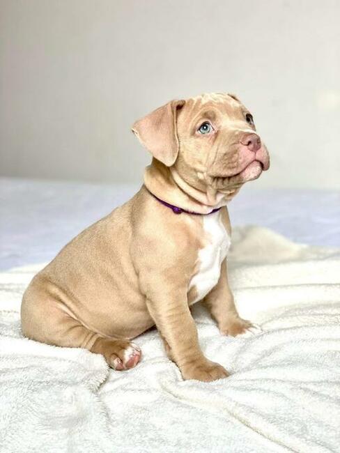 American Bully ABKC Szczeniaki