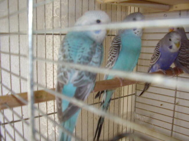 Papugi faliste młode sprzedam.