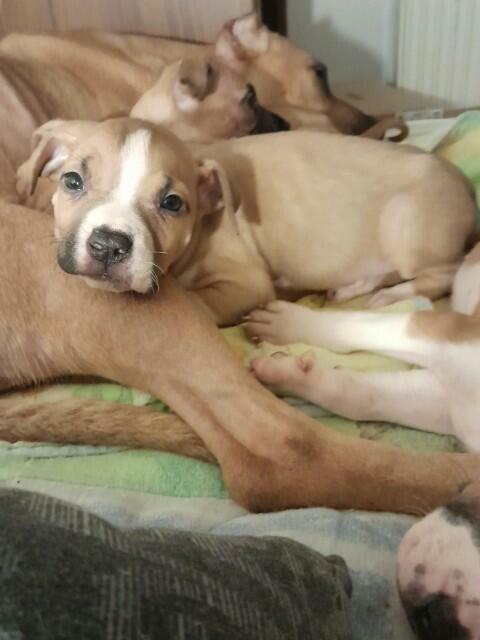 American Pit Bull Terrier