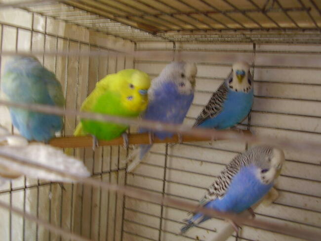 Papugi faliste młode sprzedam.