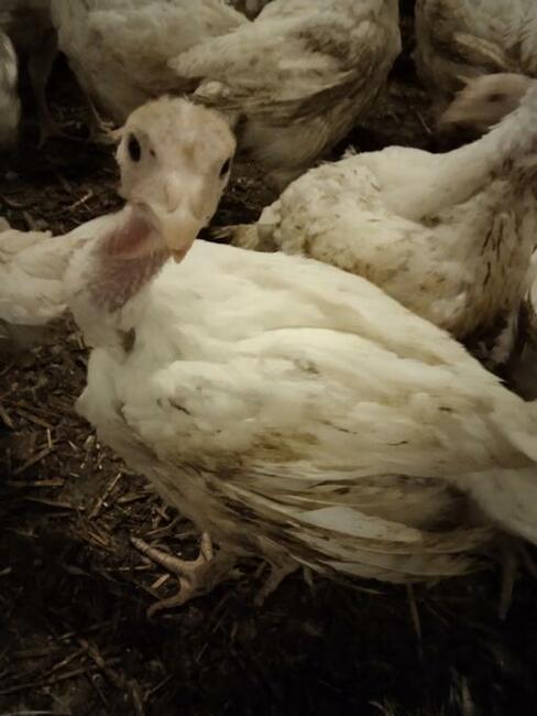 Indyki odchowane białe rasa ciężka