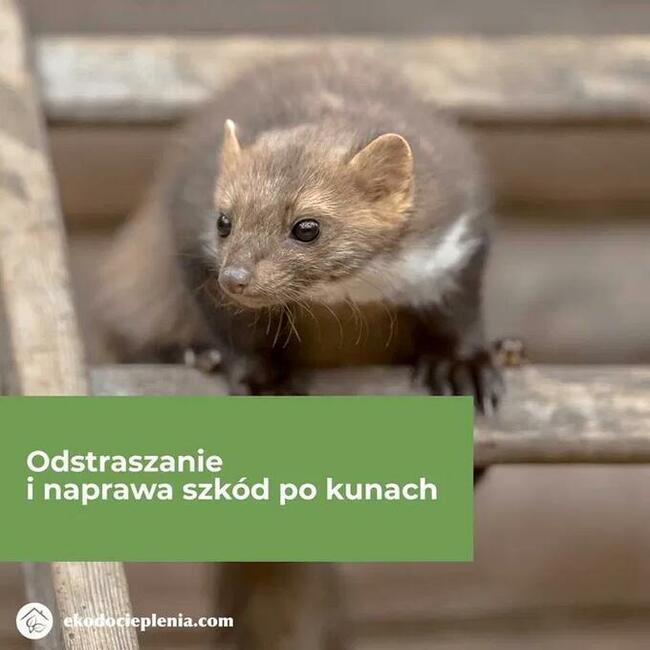 Naprawa dachu po kunie - Naprawa izolacji - Odstraszanie kun