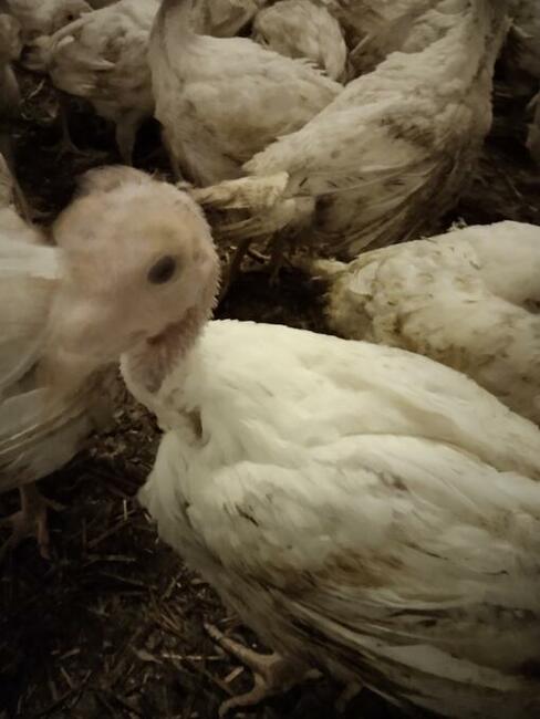 Indyki odchowane białe rasa ciężka