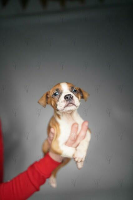 American Pit Bull Terrier