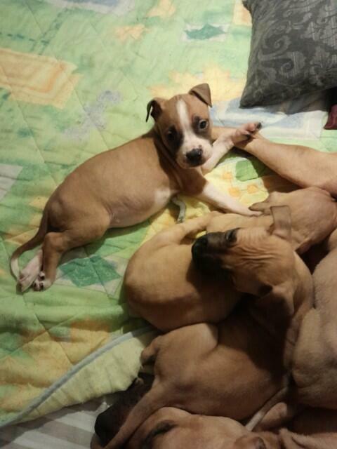 American Pit Bull Terrier