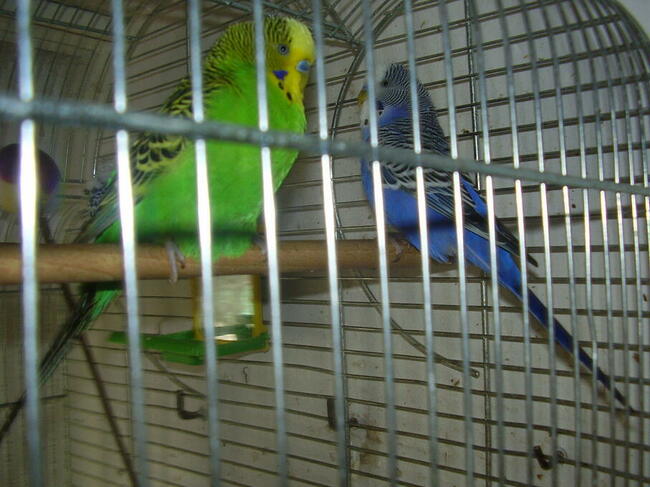 Papugi faliste młode sprzedam.