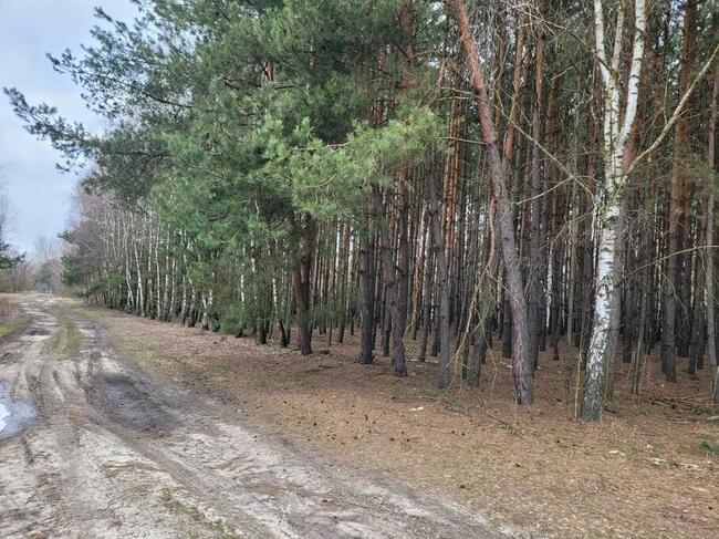 sprzedam działkę leśną